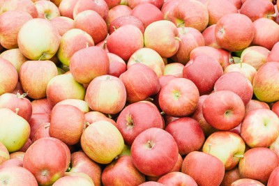 Apfelernte im Münsterland